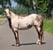 Pferdeinserat