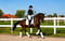 Horse ad