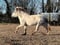 Annuncio cavallo