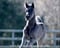 Annuncio cavallo