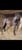 Horse ad