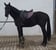 Annuncio cavallo