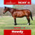 Horse ad