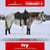 Annuncio cavallo