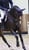 Annuncio cavallo