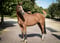 Horse ad