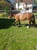 Horse ad