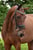 Annuncio cavallo