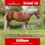 Annuncio cavallo
