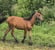 Annonce cheval