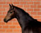 Horse ad