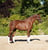 Annuncio cavallo