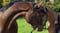 Horse ad