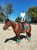 Horse ad