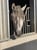 Horse ad