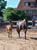 Annonce cheval