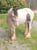 Horse ad