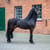 Horse ad