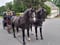 Annuncio cavallo