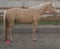 Horse ad