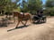 Horse ad