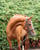 Anuncio de caballos