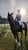 Annuncio cavallo