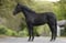 Annuncio cavallo