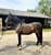 Horse ad
