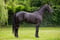 Horse ad