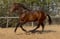 Horse ad