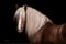 Annuncio cavallo