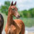 Annonce cheval