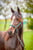 Horse ad