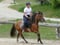 Annuncio cavallo