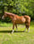 Horse ad