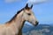 Annonce cheval