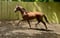 Horse ad