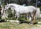 Horse ad