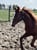 Horse ad