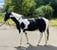 Annuncio cavallo