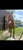 Horse ad