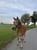 Annuncio cavallo