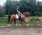 Annonce cheval