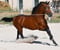 Horse ad