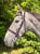Annonce cheval