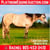 Horse ad