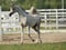 Horse ad