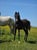 Annuncio cavallo