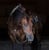 Annonce cheval